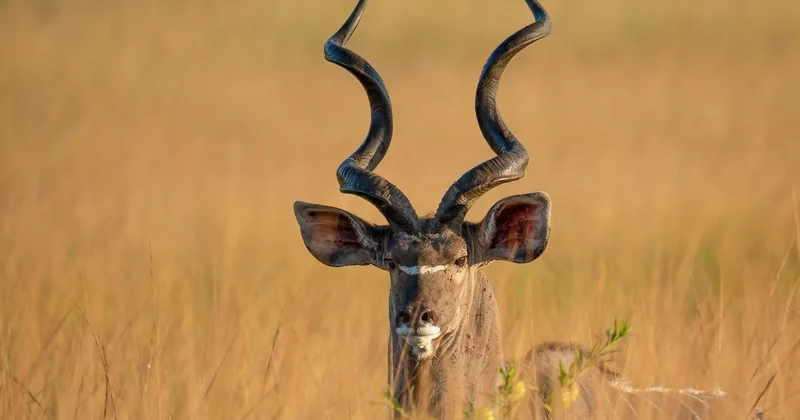 Pourquoi certains parcs surpassent tous les autres pour la faune